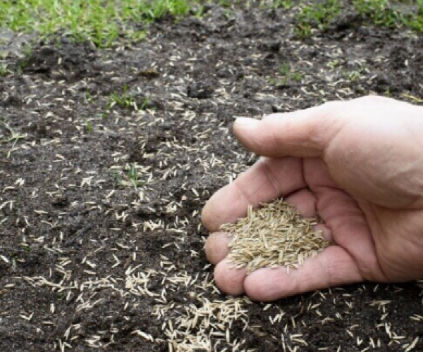 How Do I keep Birds from Eating My Grass Seed? Davies Turf