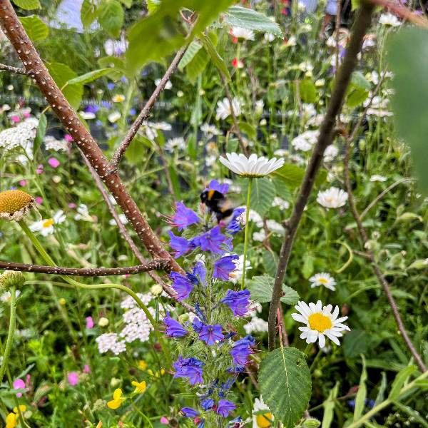 Wild Flower Turf Buy Quality Wild Flower Turf Online Today