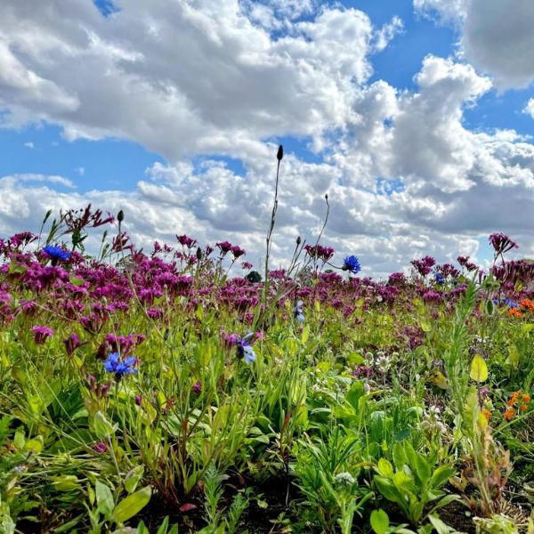 Wild Flower Turf Buy Quality Wild Flower Turf Online Today