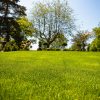 Scarify Your Lawn