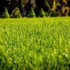 Trident Turf - Image 7
