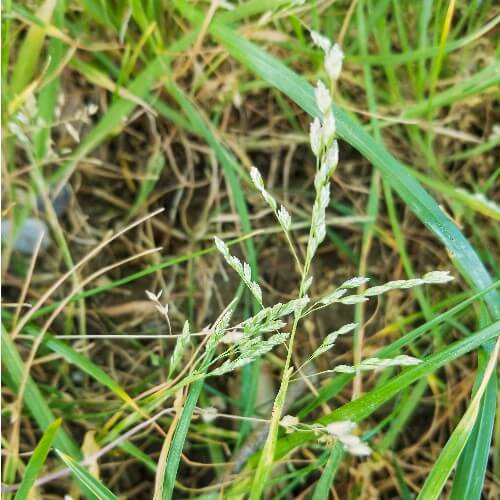 Annual Meadow Grass