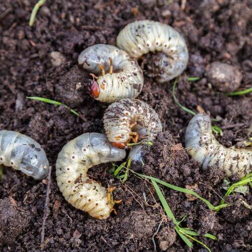 Chafer Grubs