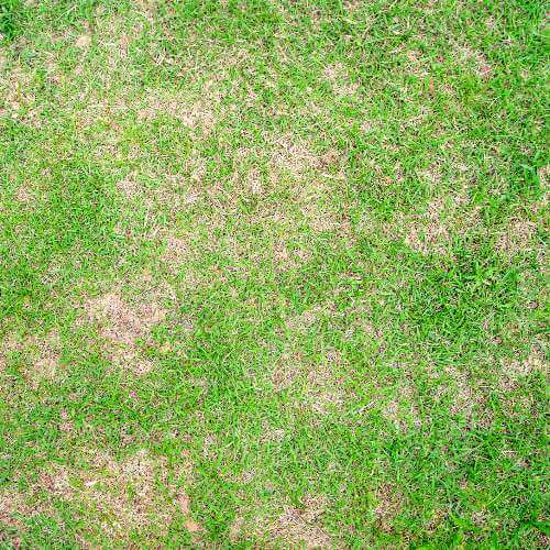 Fusarium Patch Disease