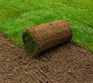 Turf rolls