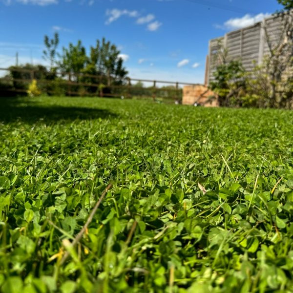 Buy Clover Turf | Award Winning Supplier | George Davies Turf
