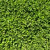 Clover Turf - Image 2