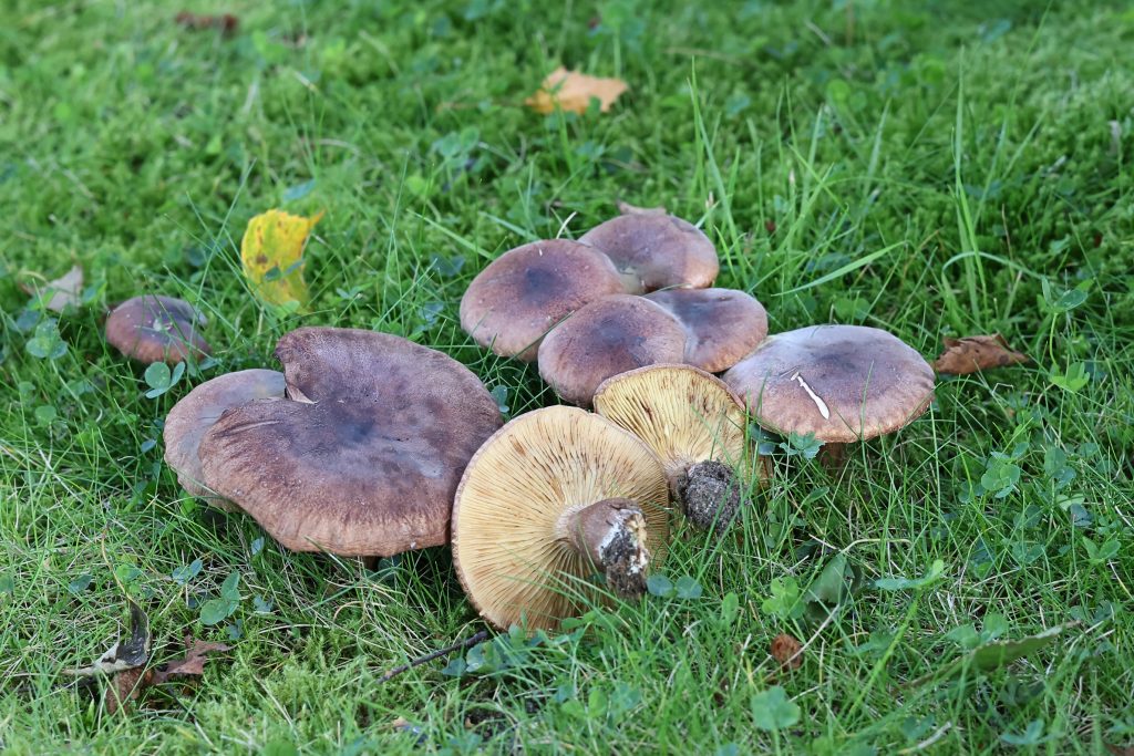 How To Remove Mushrooms From Your Lawn 