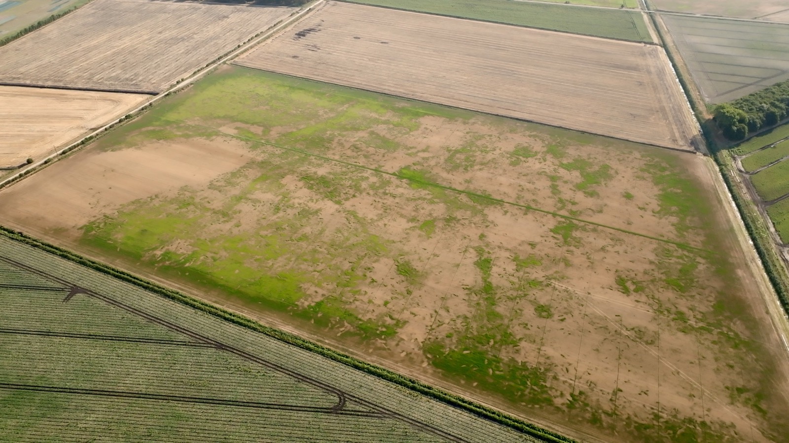 Aerial view of a turf field part burnt by drought in eastern England, summer 2026