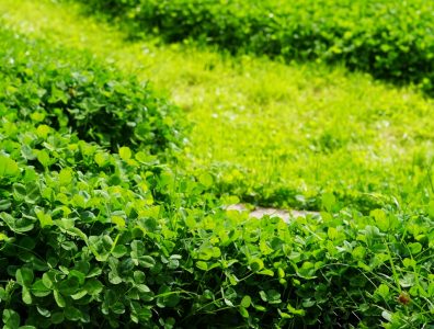 Lush green clover turf with dense foliage showing healthy establishment and uniform coverage.