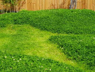Newly laid clover turf creating striped pattern alongside established lawn, wooden fence in background.