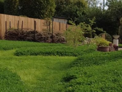 Well-established clover turf in garden with wooden fence, shrub borders and mature trees